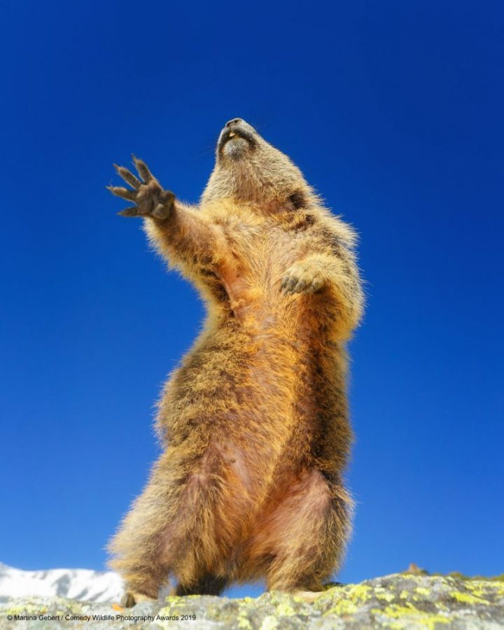 Comedy Wildlife Photography Awards