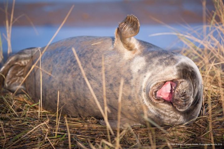 Comedy Wildlife Photography Awards
