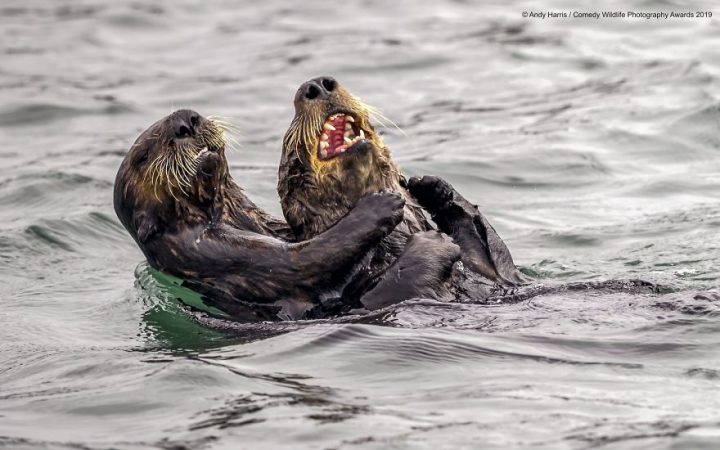 Comedy Wildlife Photography Awards