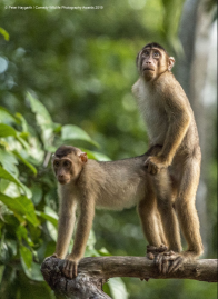 Comedy Wildlife Photography Awards