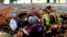 Savoir différencier les châtaignes des marrons