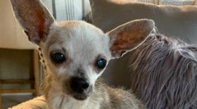 Un pauvre chihuahua lâchement abandonné