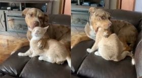 Chien chat