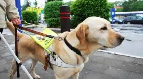 chien guide
