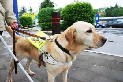 chien guide
