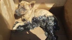 Trois chiots coincés dans du goudron frais