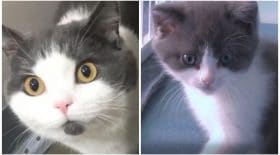 chat cloner