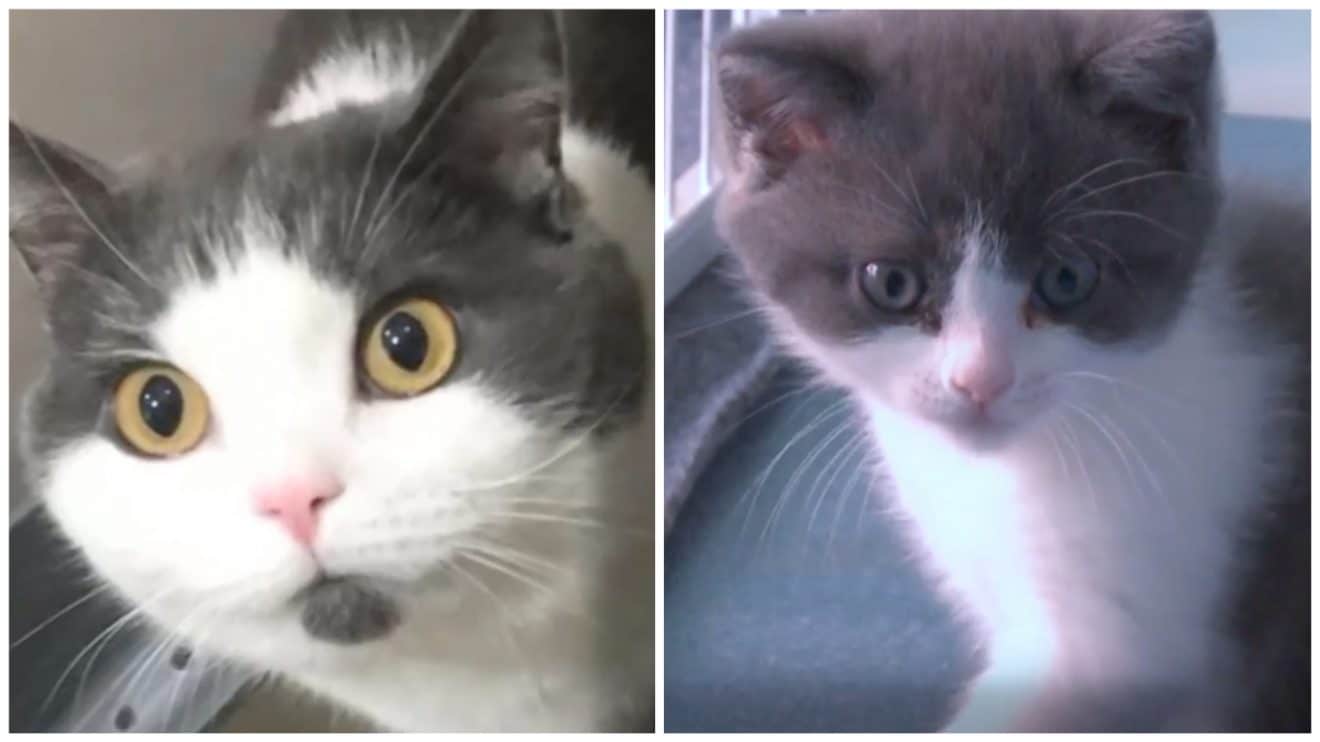 Chine Devaste Par La Mort De Son Chat Un Homme A Decide De Le Cloner Chine Devaste Par La Mort De Son Chat Un Homme A Decide De Le Cloner