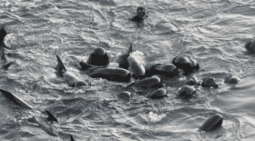 dauphins