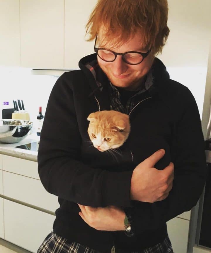 Ed-Sheeran-animal-compagnie