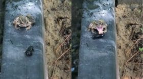 Grenouille