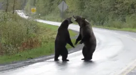 grizzlis qui se battent
