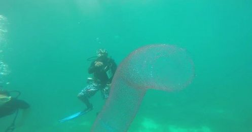 Il découvre une drôle de bestiole
