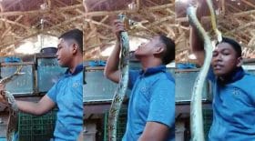 il se fait mordre par un serpent