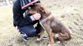 immonde-brise-pattes-chien-laisse-sans-nourriture-10-jours