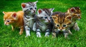Photo d'illustration de chatons