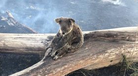 koala