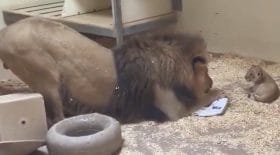 La magnifique réaction de ce lion face à son bébé