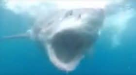 les-images-terrifiantes-du-sourire-dun-requin-avant-lattaque