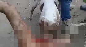 pitbull castre violeur