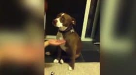 pitbull acteur