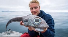 poisson étrange