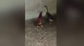 poule
