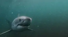 requin attaque sa proie