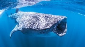 Un requin baleine aperçu dans la baie de Dubaï