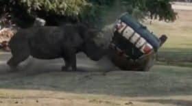 Rhinocéros