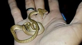 Serpent à deux têtes