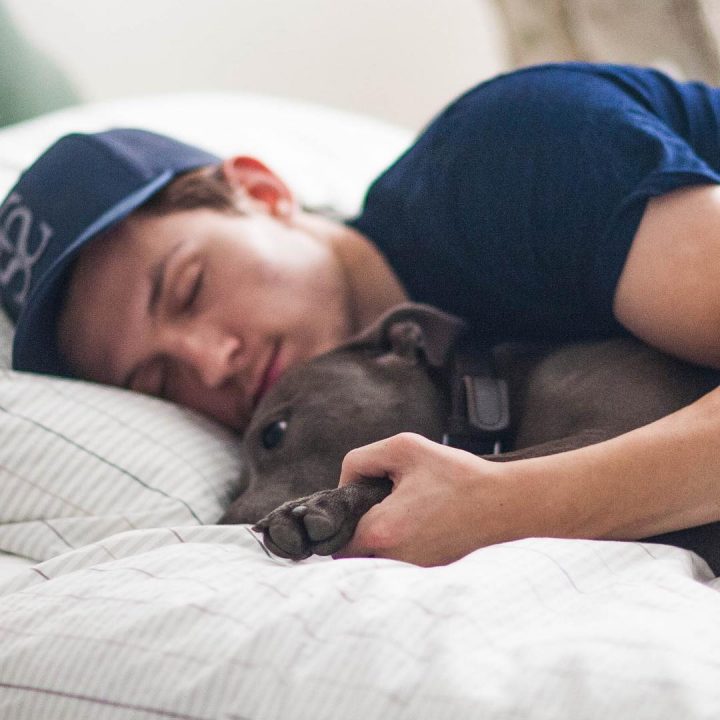 Tom-Holland-animal-compagnie