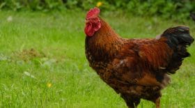 Un coq tue sa propriétaire