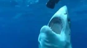 un-face-a-face-terrifiant-entre-le-grand-requin-blanc-et-un-plongeur-video