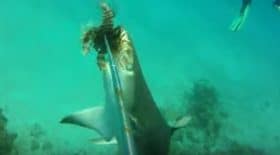 un-requin-arrache-un-poisson-venimeux-a-la-lance-dun-plongeur