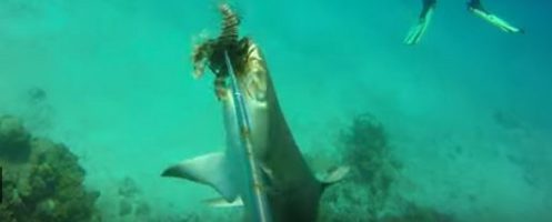 un-requin-arrache-un-poisson-venimeux-a-la-lance-dun-plongeur
