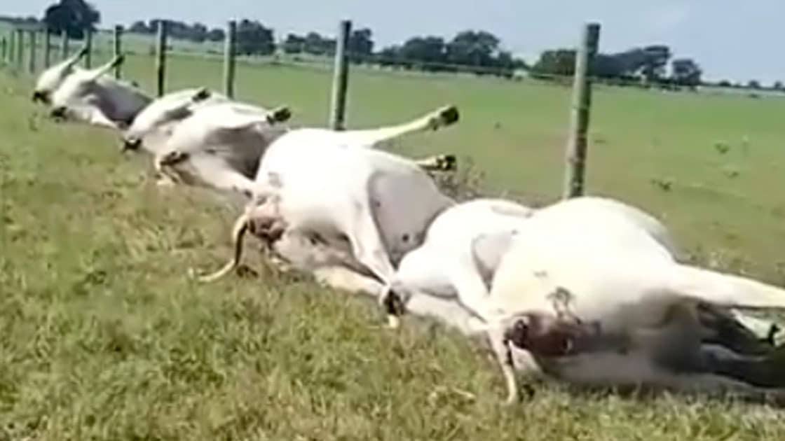 Elle Est Morte La Vache à Maillotte