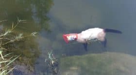 affligeant-il-retrouve-un-chat-mort-a-la-surface-dun-lac-tete-dans-un-paquet-de-chips