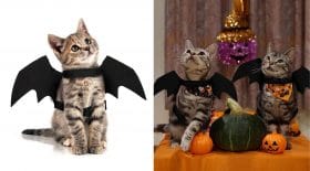 ailes de chauve souris chat