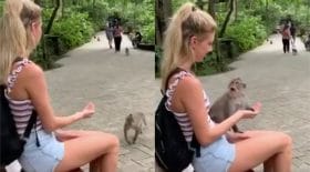 Singe