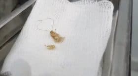 Blatte oreille patiente