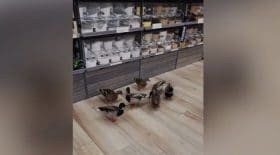 canards