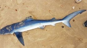 cap-ferret-il-decouvre-un-requin-bleu-echoue-sur-la-plage