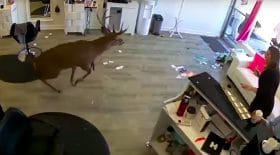 Cerf