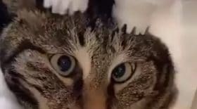 chat
