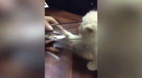 chat