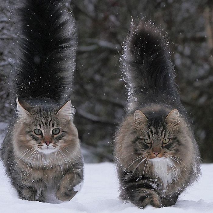 Chats fluffy 2