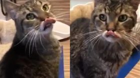 Chat levres