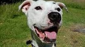 Ils retrouvent un chien dans un piteux état