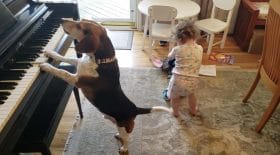 Chien joue du piano pendant que bébé danse